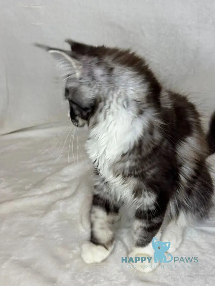 Nyusha Maine Coon female black silver bicolour live animals