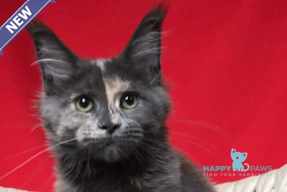 Nyusha Maine Coon female blue tortie live animals