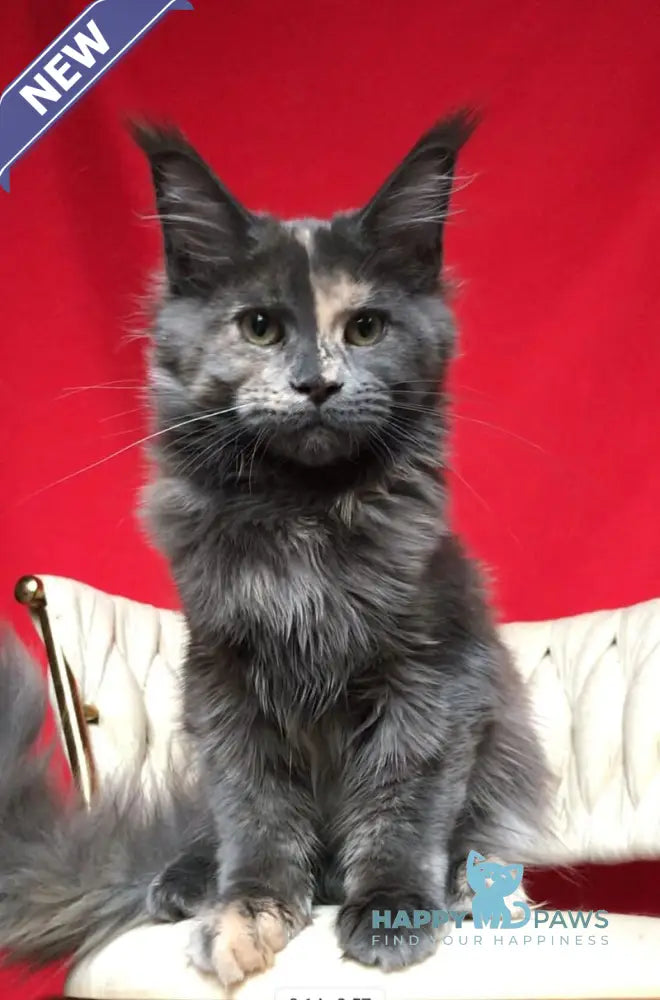 Nyusha Maine Coon female blue tortie live animals