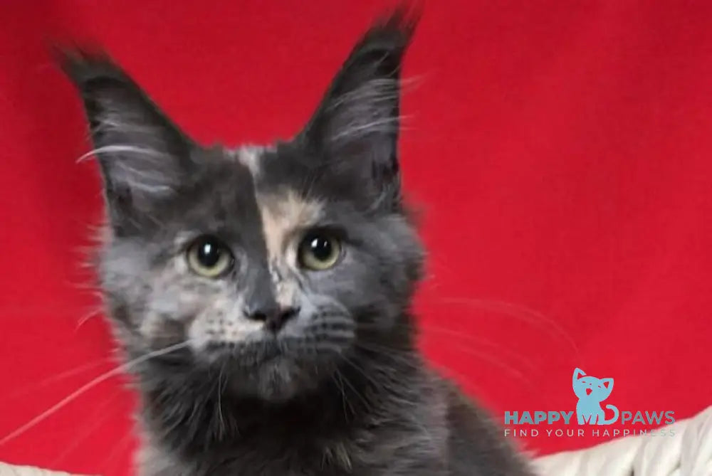 Nyusha Maine Coon female blue tortie live animals