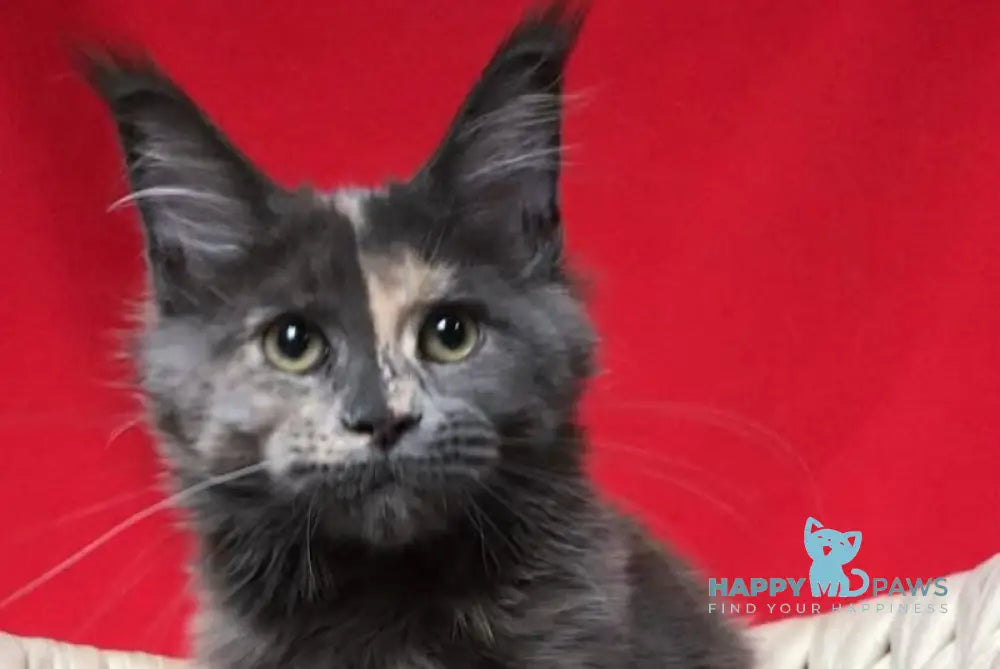 Nyusha Maine Coon female blue tortie live animals