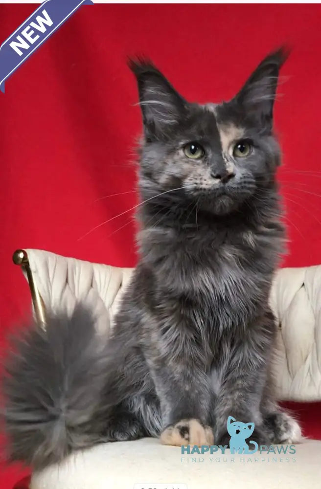 Nyusha Maine Coon female blue tortie live animals