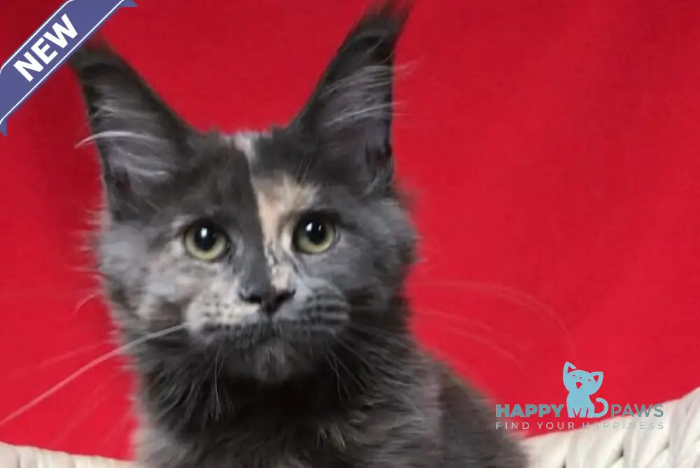 Nyusha Maine Coon female blue tortie live animals