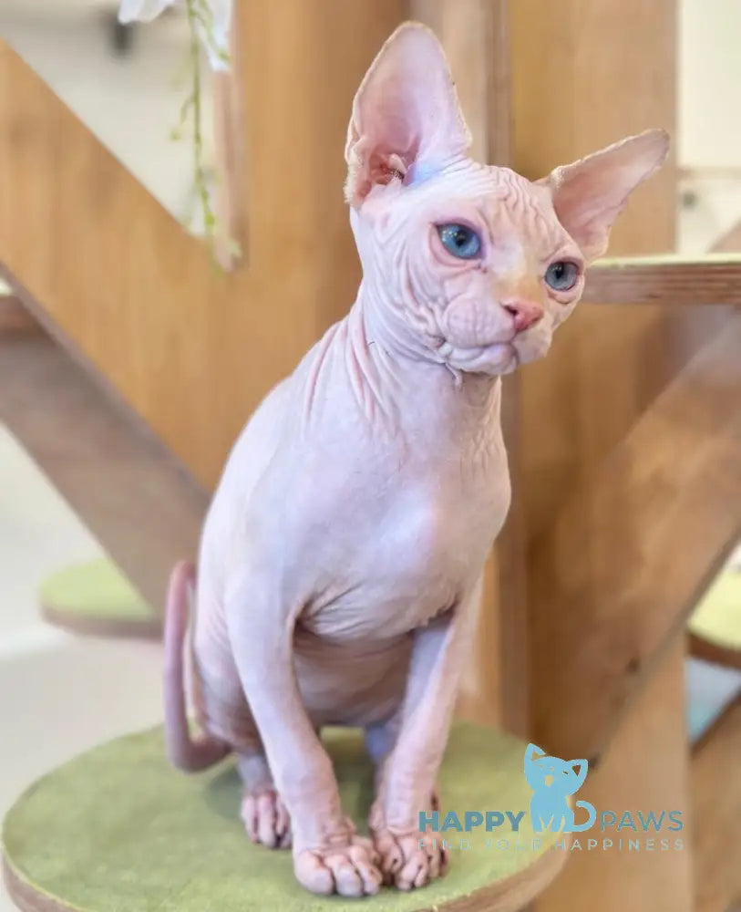 Nyx Canadian Sphynx male cream pointed live animals