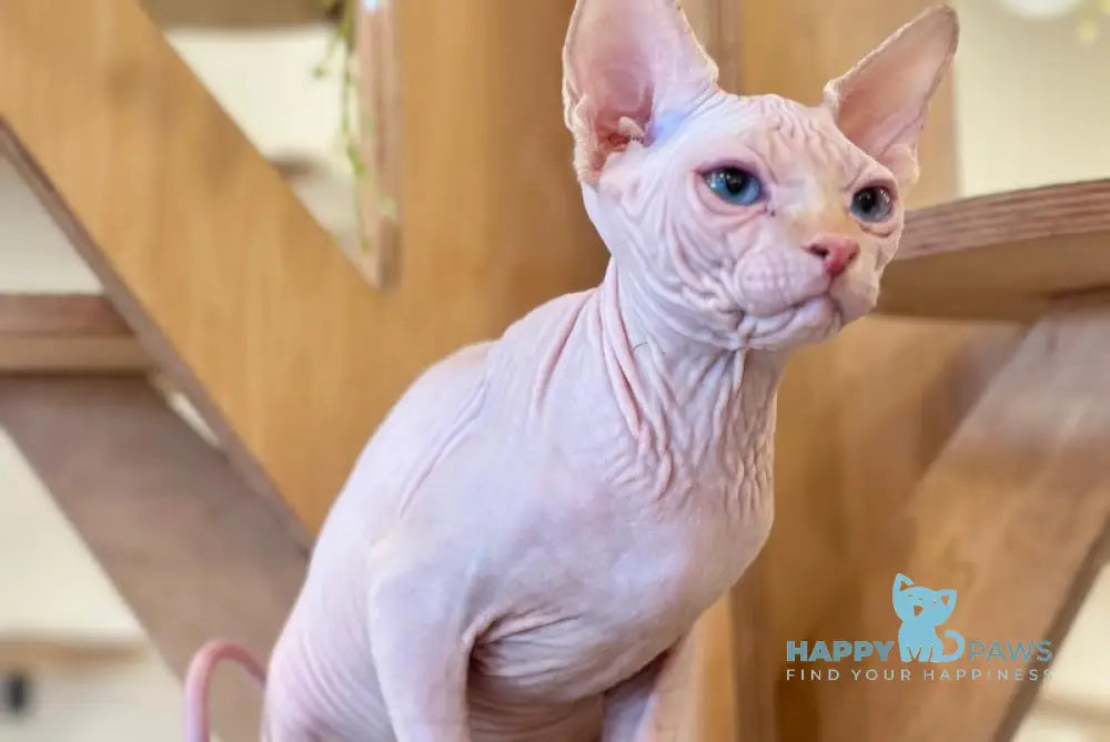 Nyx Canadian Sphynx male cream pointed live animals