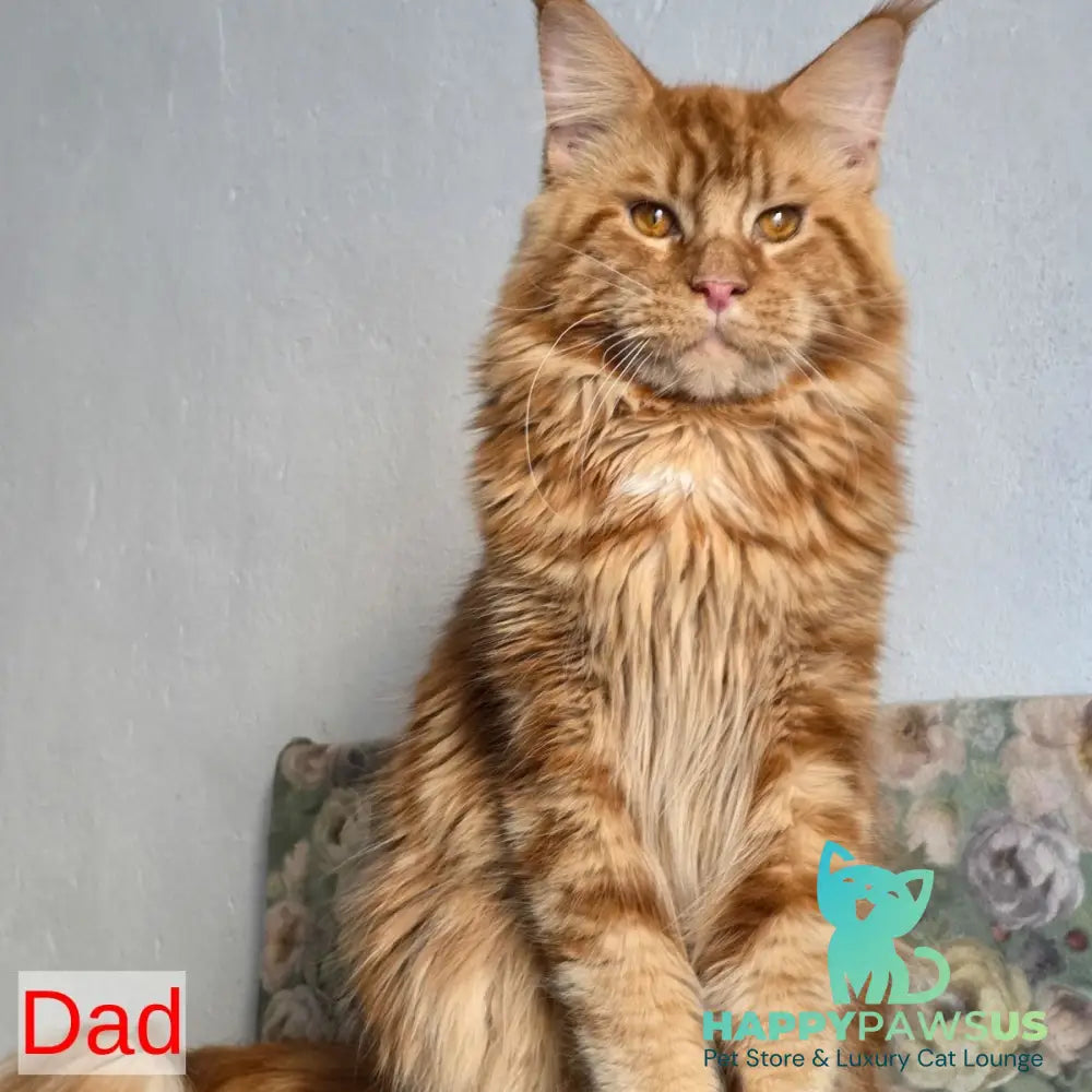 Obelux Maine Coon male black tabby - live animals