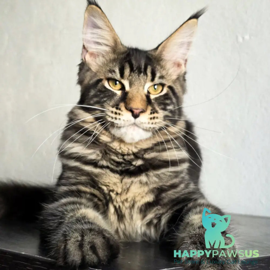 Obelux Maine Coon male black tabby - live animals