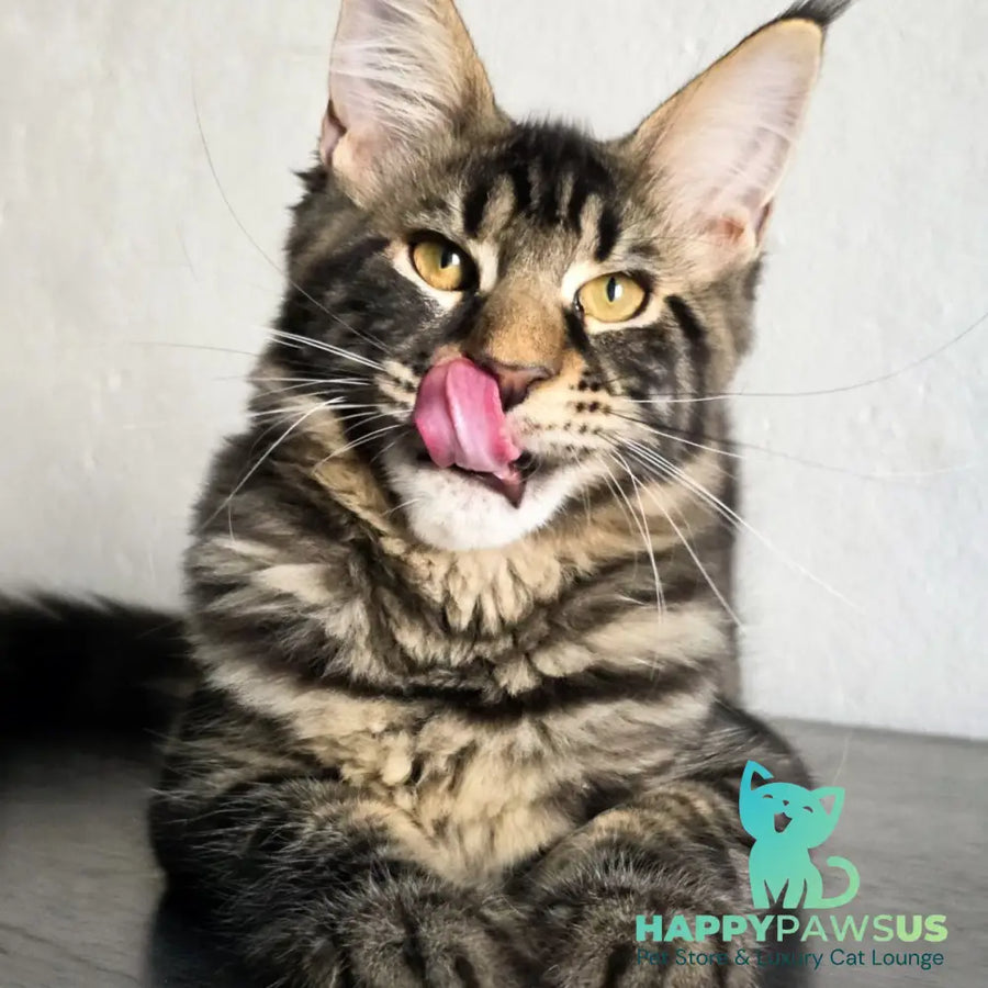 Obelux Maine Coon male black tabby - live animals