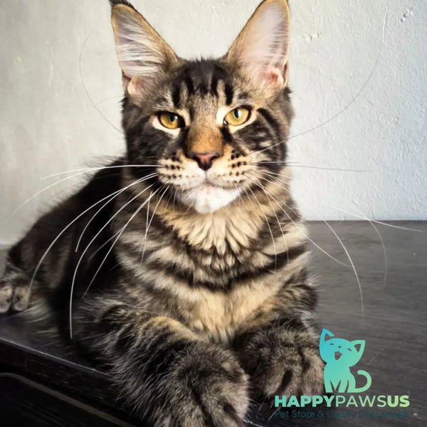 Obelux Maine Coon male black tabby - live animals
