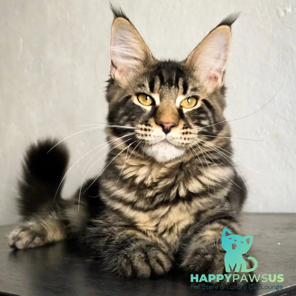 Obelux Maine Coon male black tabby - live animals