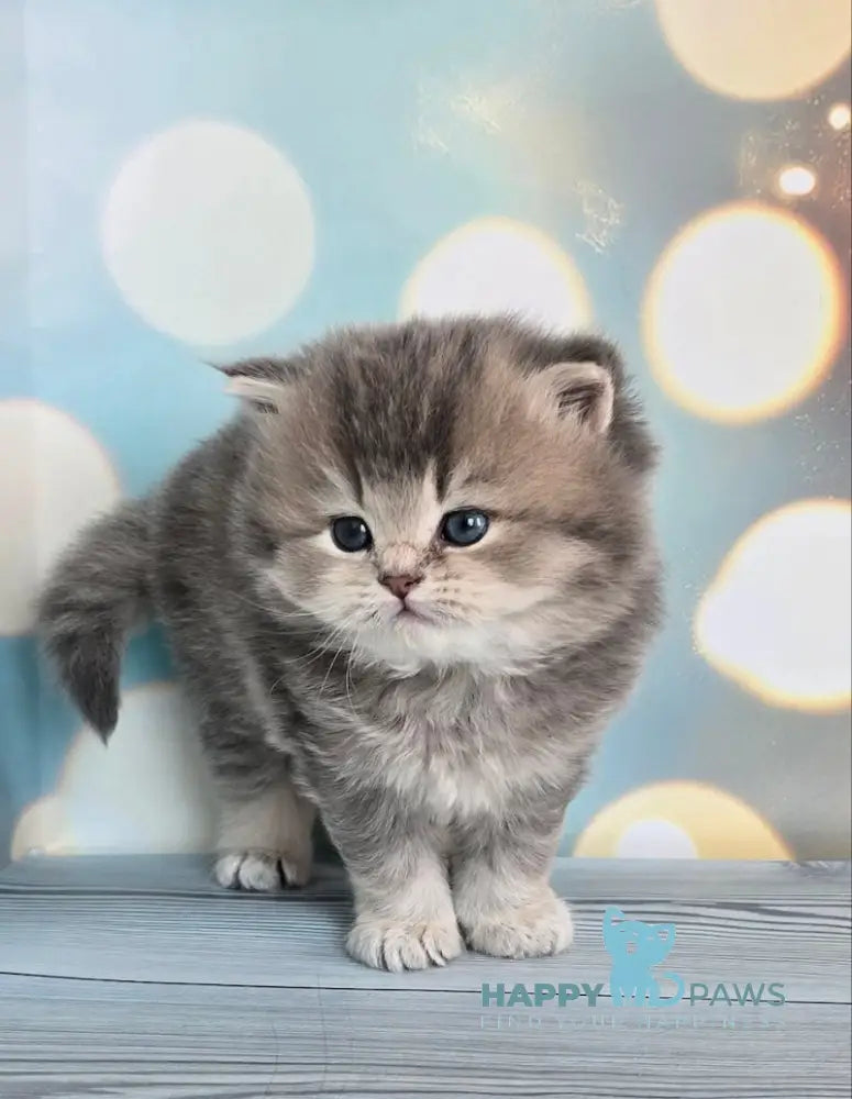 Oberon British Longhair male blue ticked tabby live animals