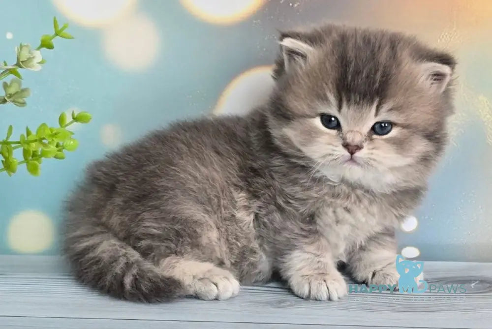 Oberon British Longhair male blue ticked tabby live animals