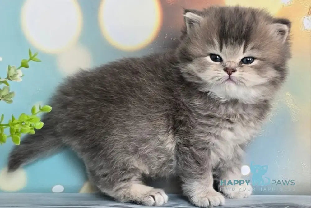 Oberon British Longhair male blue ticked tabby live animals