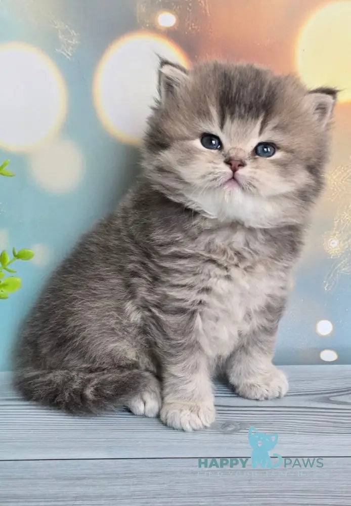 Oberon British Longhair male blue ticked tabby live animals
