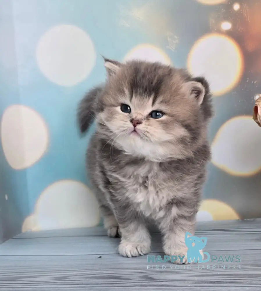 Oberon British Longhair male blue ticked tabby live animals