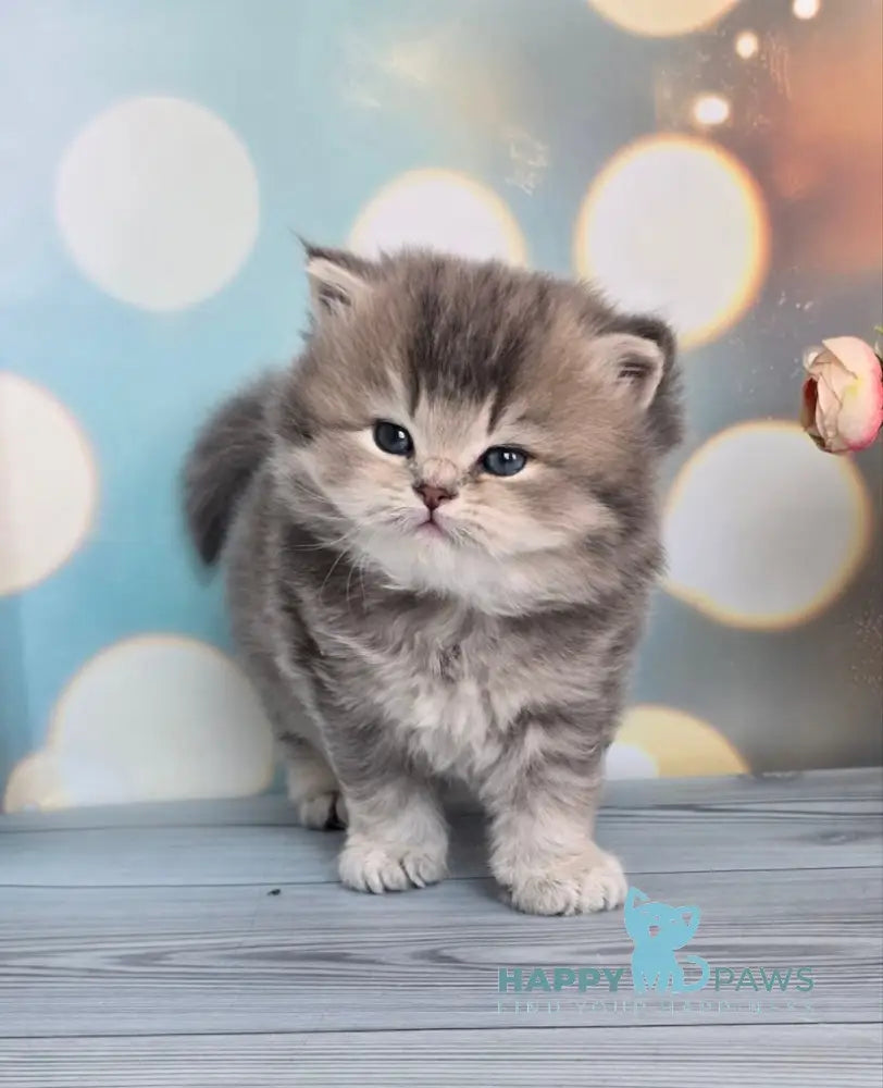 Oberon British Longhair male blue ticked tabby live animals