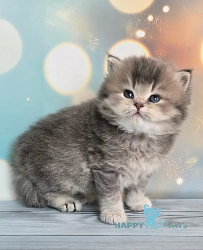Oberon British Longhair male blue ticked tabby live animals
