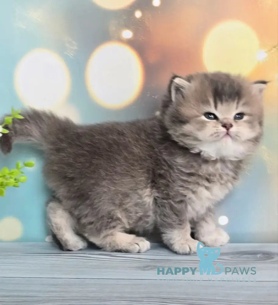 Oberon British Longhair male blue ticked tabby live animals