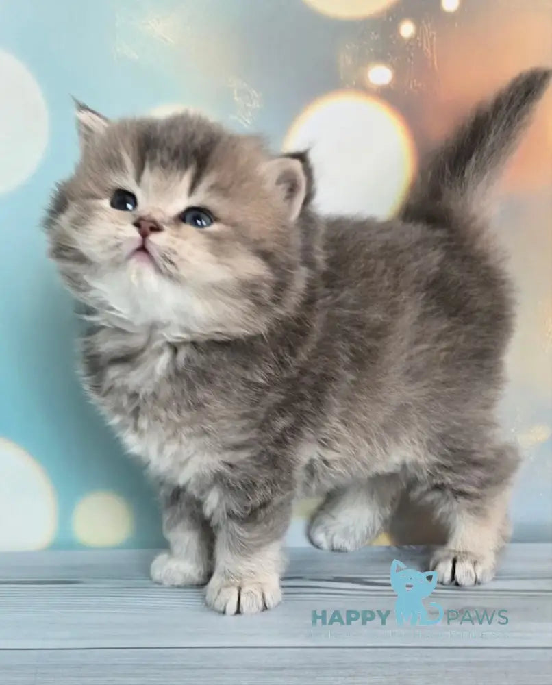 Oberon British Longhair male blue ticked tabby live animals