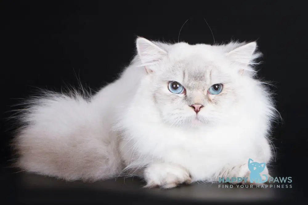Oberon British Longhair male blue ticked tabby live animals