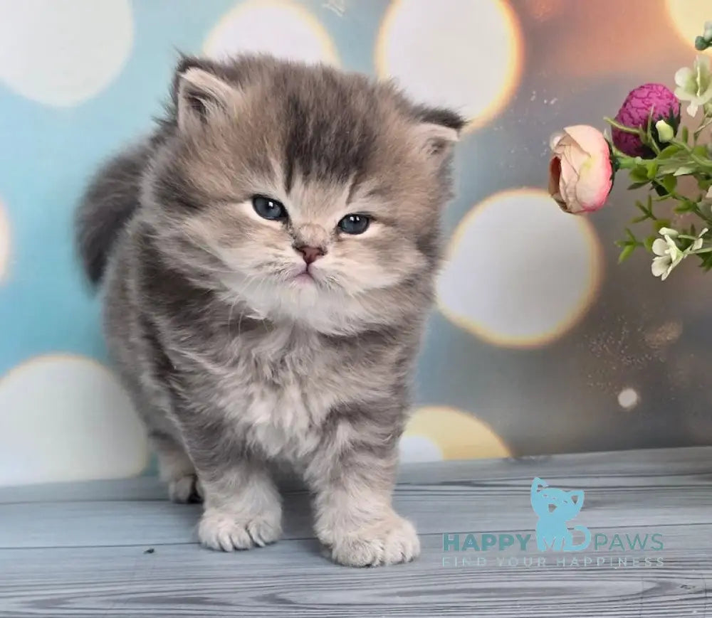 Oberon British Longhair male blue ticked tabby live animals