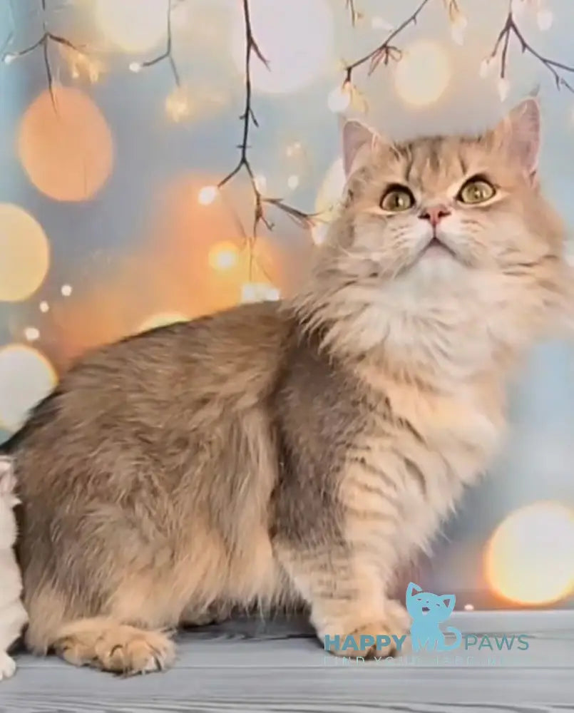 Oberon British Longhair male blue ticked tabby live animals