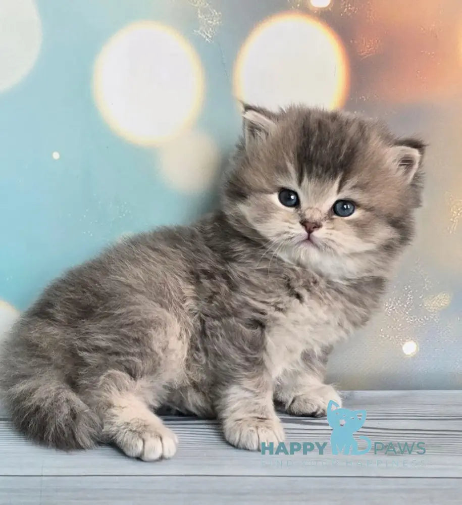 Oberon British Longhair male blue ticked tabby live animals