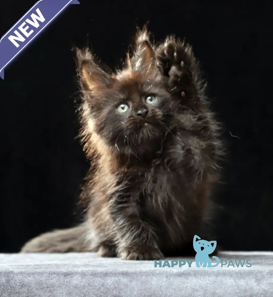 Oberon Maine Coon male black silver live animals
