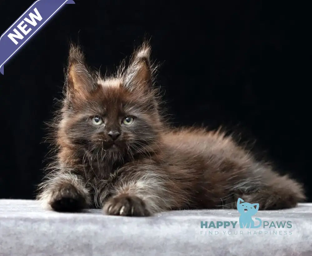 Oberon Maine Coon male black silver live animals