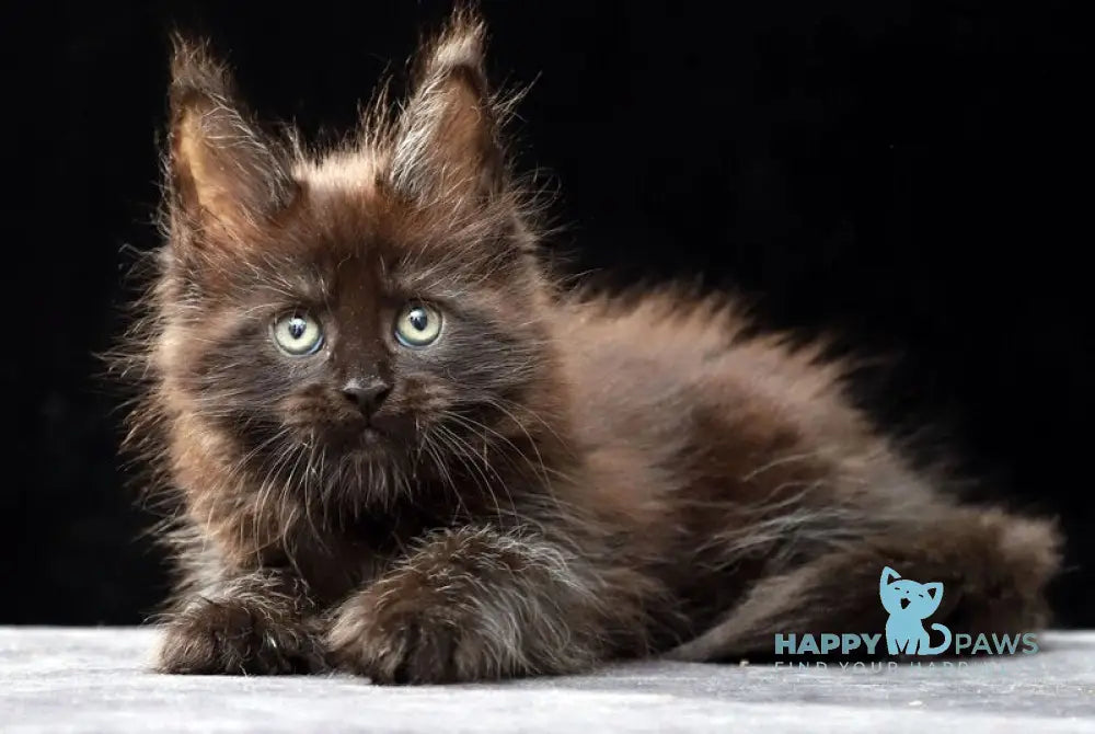 Oberon Maine Coon male black silver live animals