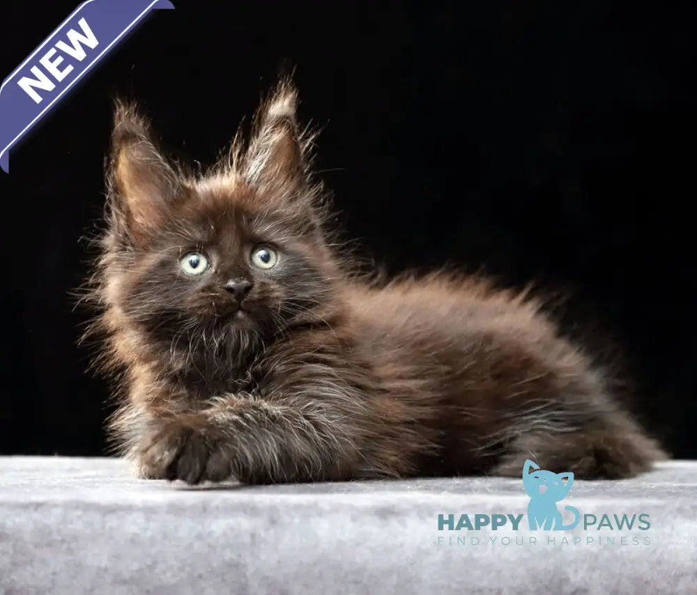 Oberon Maine Coon male black silver live animals