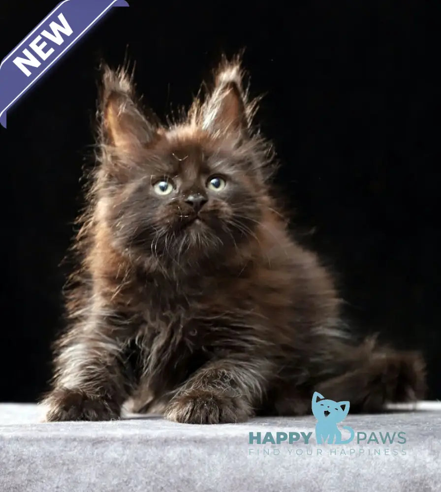 Oberon Maine Coon male black silver live animals