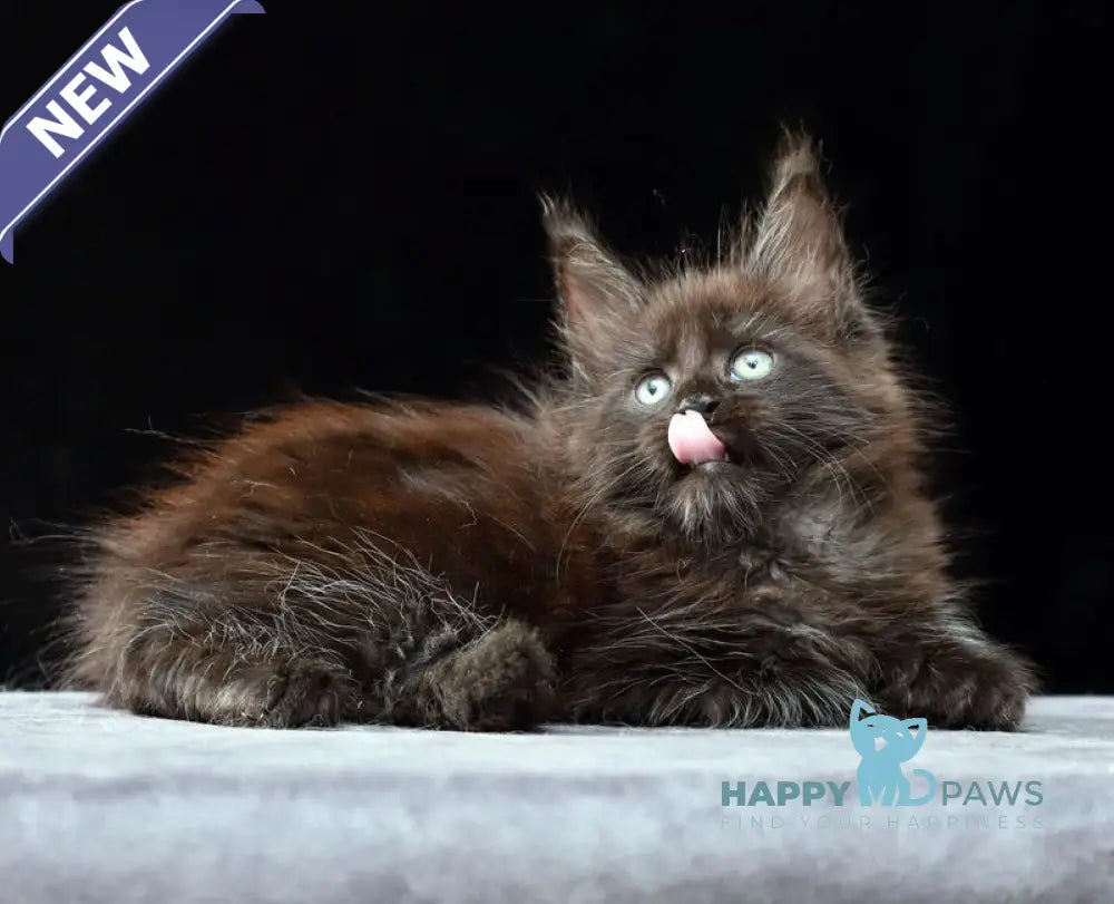 Oberon Maine Coon male black silver live animals