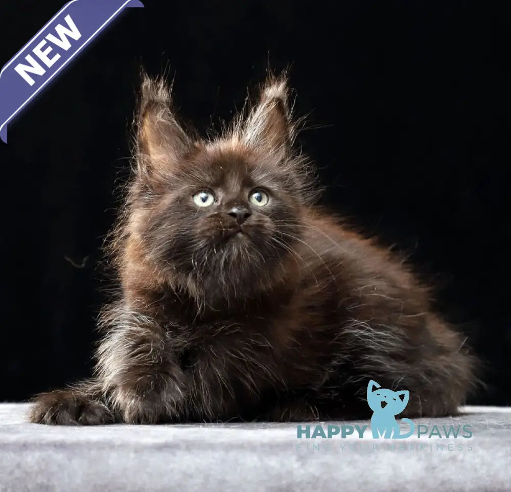 Oberon Maine Coon male black silver live animals