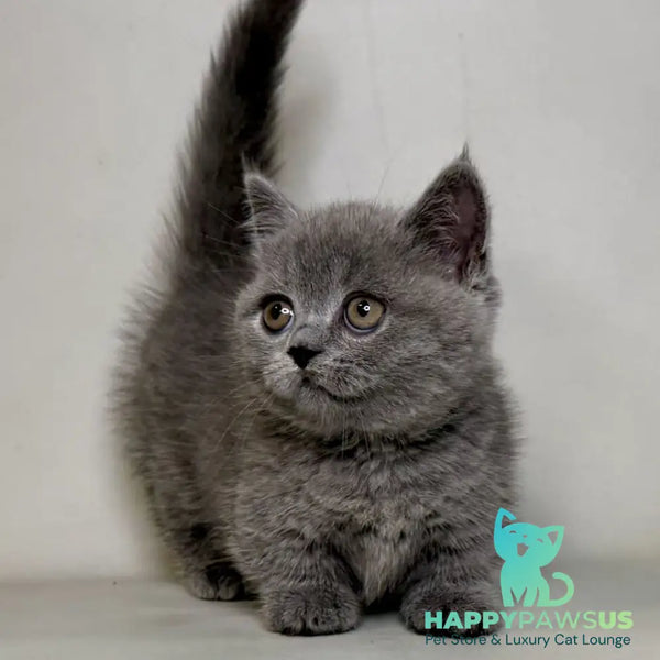 Obi Munchkin female blue - live animals