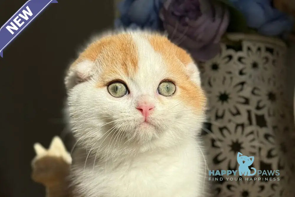 Obi Scottish Fold male black golden chinchilla bicolour live animals