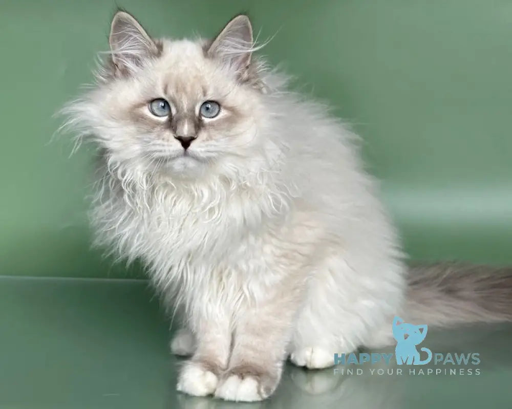 Obi Siberian male blue tabby pointed with white live animals