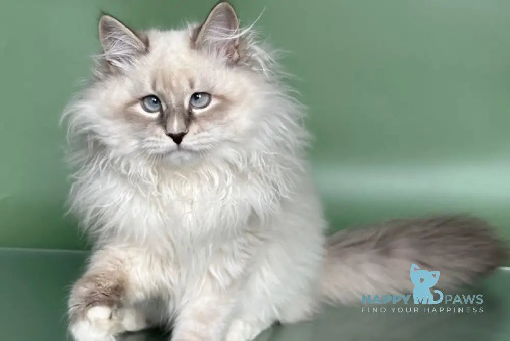Obi Siberian male blue tabby pointed with white live animals