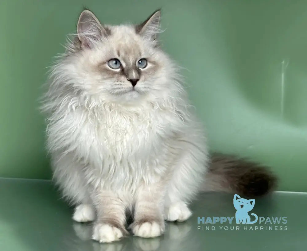 Obi Siberian male blue tabby pointed with white live animals