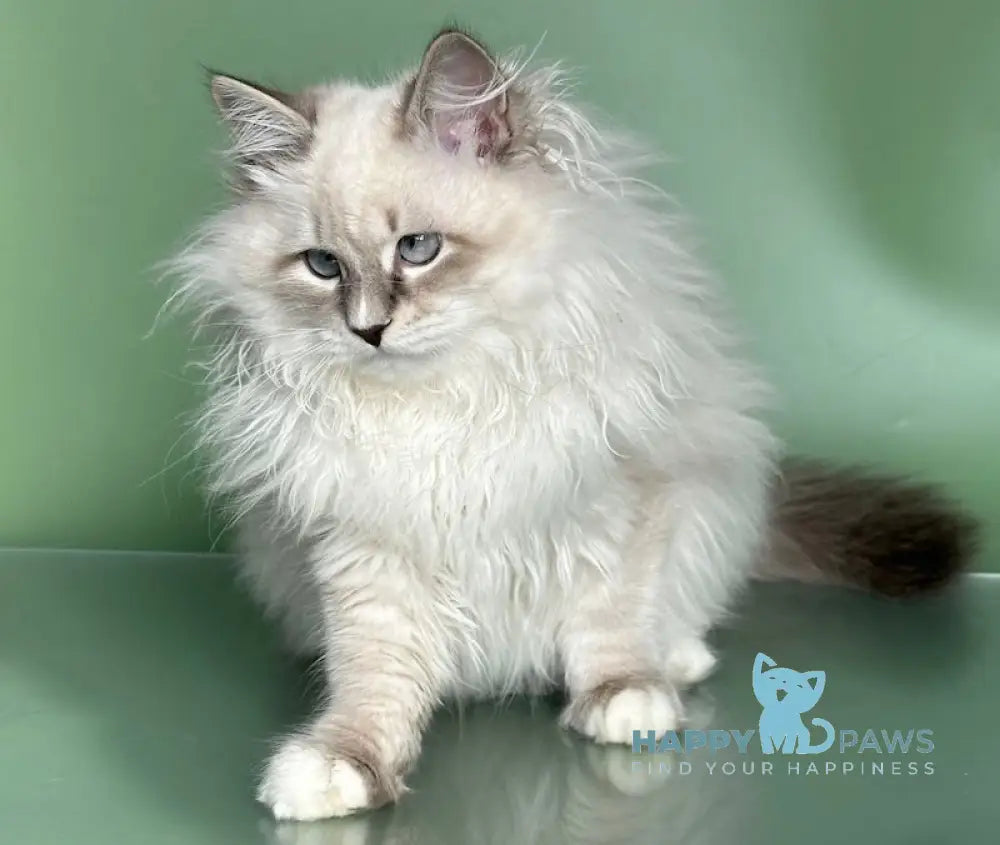 Obi Siberian male blue tabby pointed with white live animals