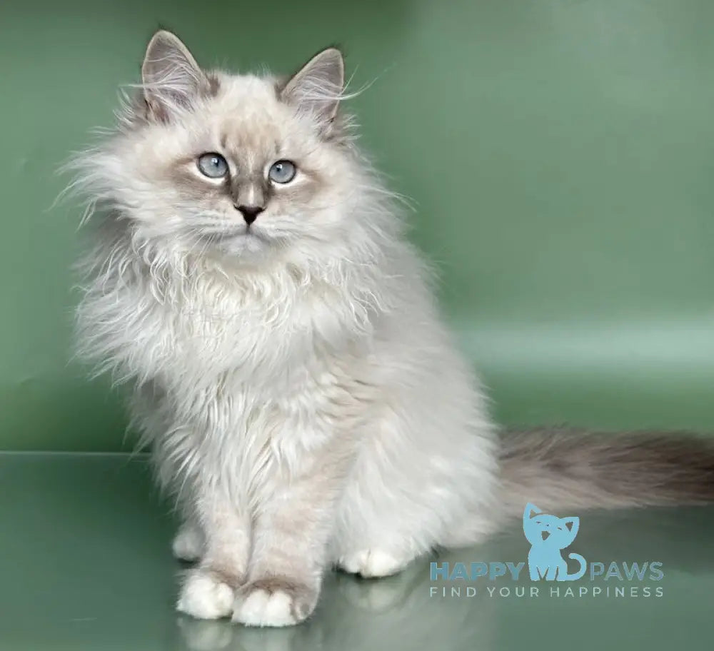 Obi Siberian male blue tabby pointed with white live animals