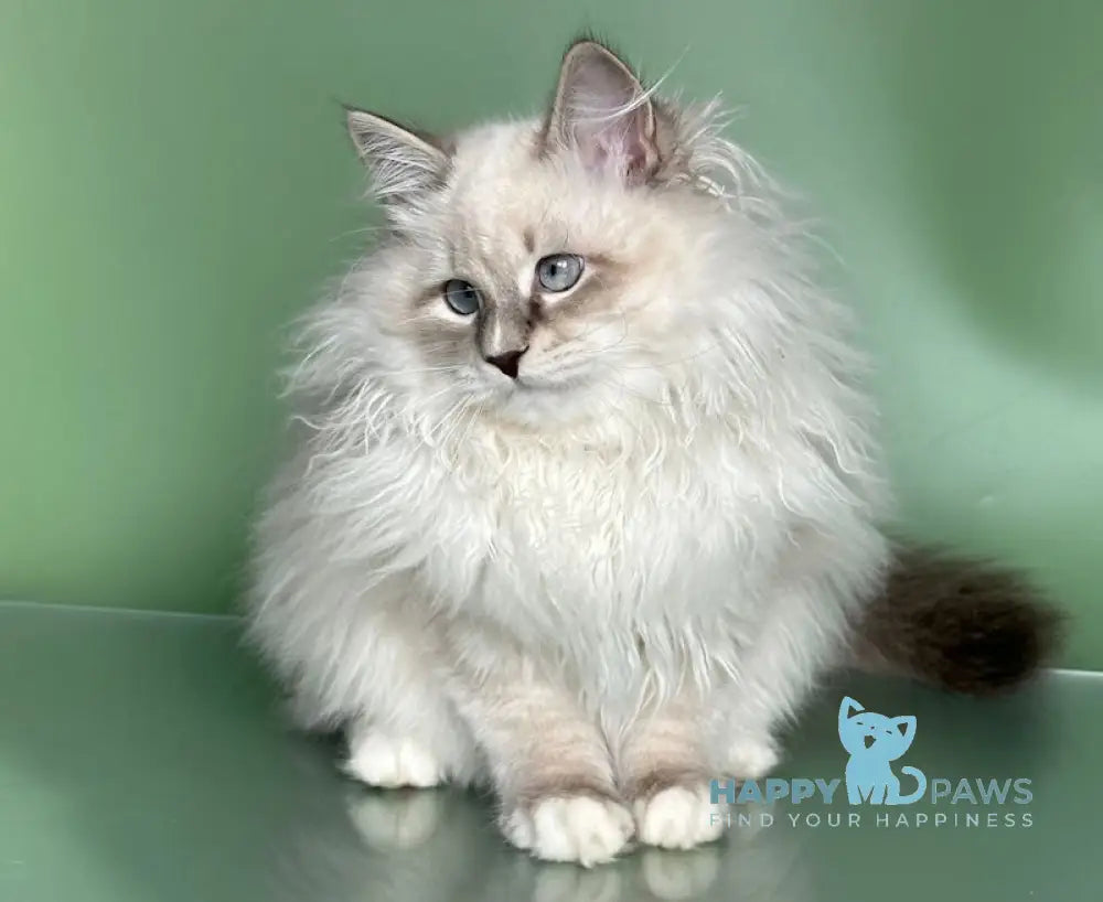 Obi Siberian male blue tabby pointed with white live animals