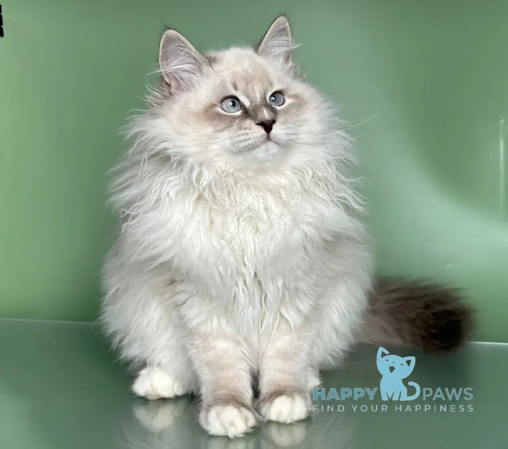 Obi Siberian male blue tabby pointed with white live animals