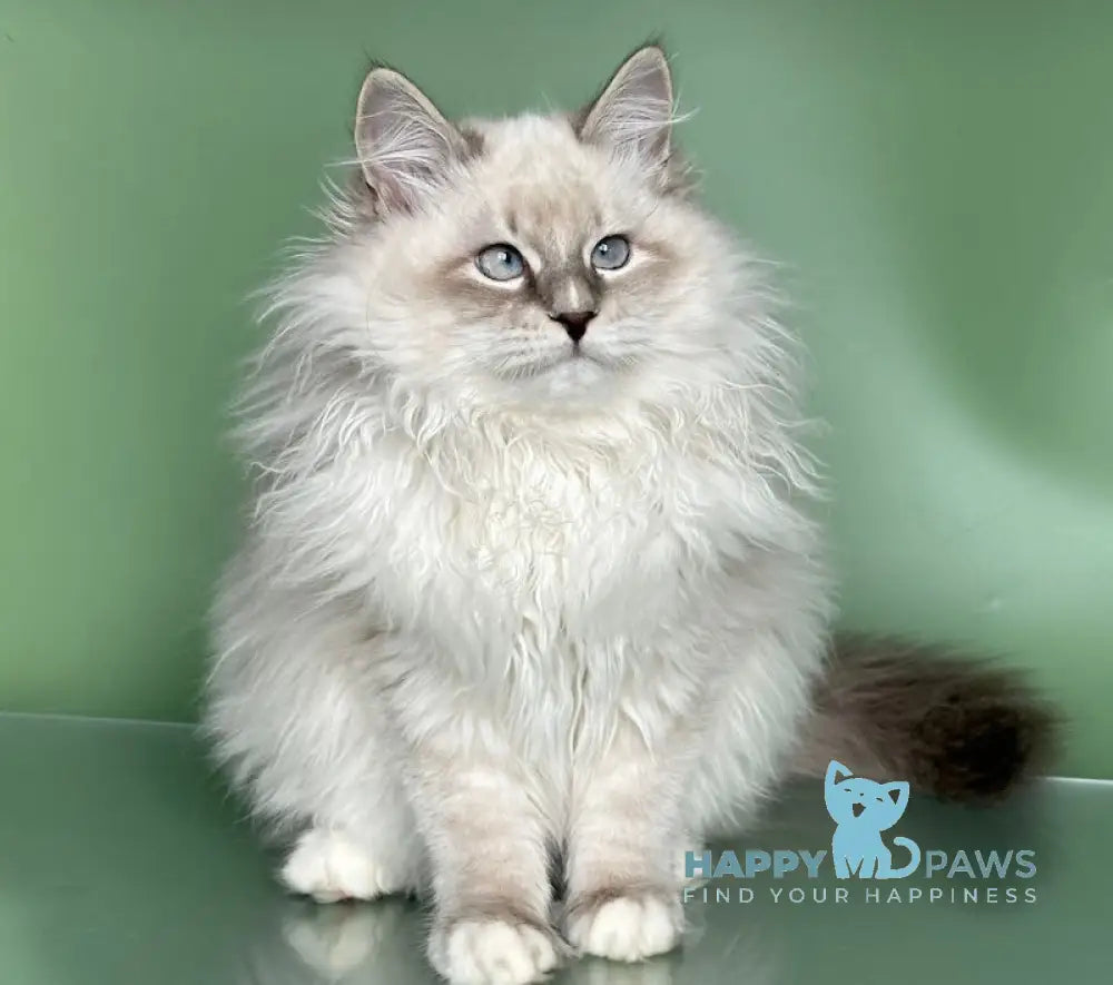 Obi Siberian male blue tabby pointed with white live animals