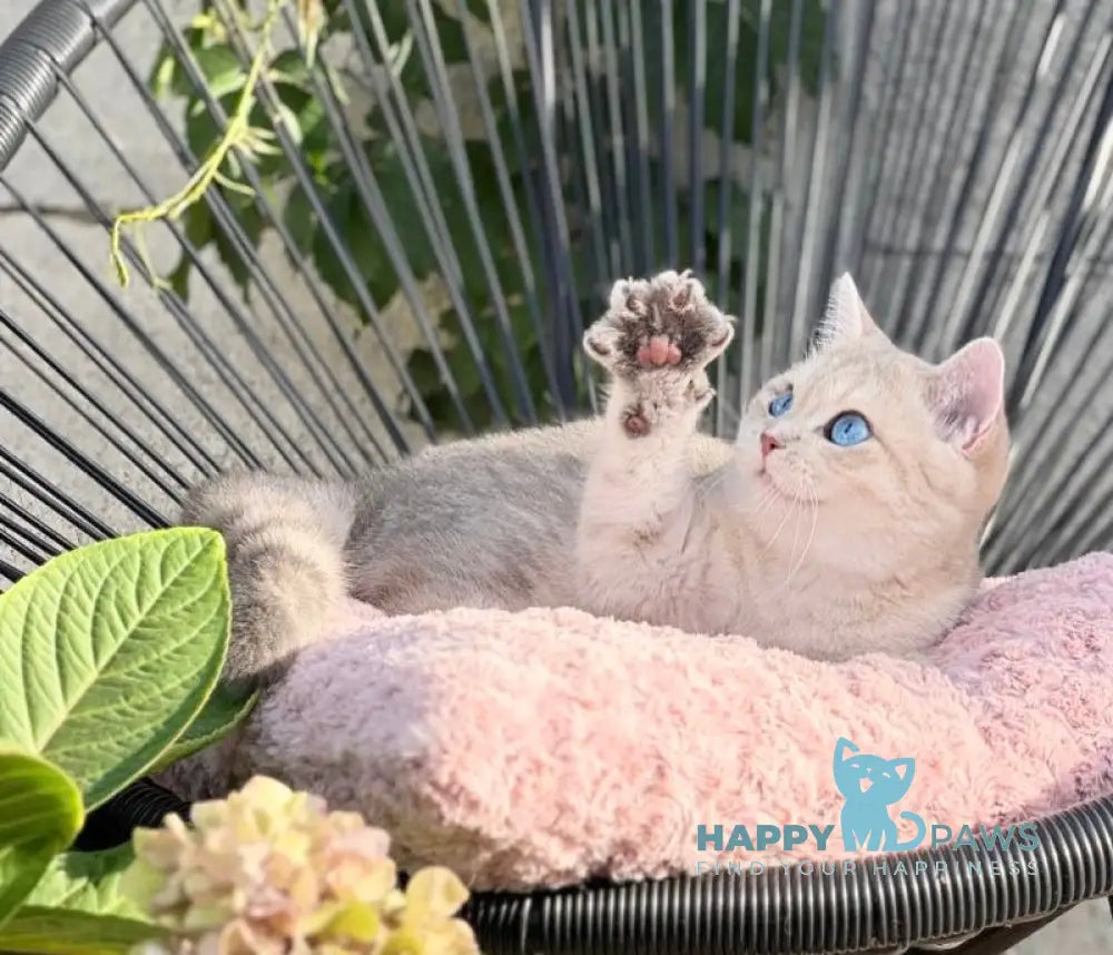 Ocean British Shorthair male blue golden shaded live animals