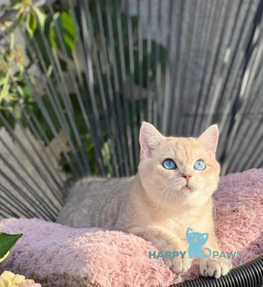 Ocean British Shorthair male blue golden shaded live animals