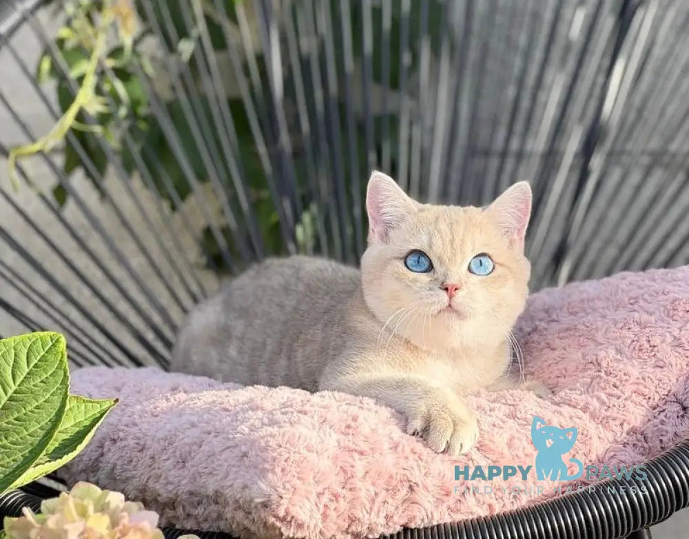 Ocean British Shorthair male blue golden shaded live animals