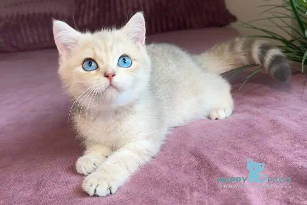 Ocean British Shorthair male blue golden shaded live animals