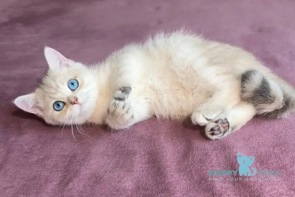 Ocean British Shorthair male blue golden shaded live animals