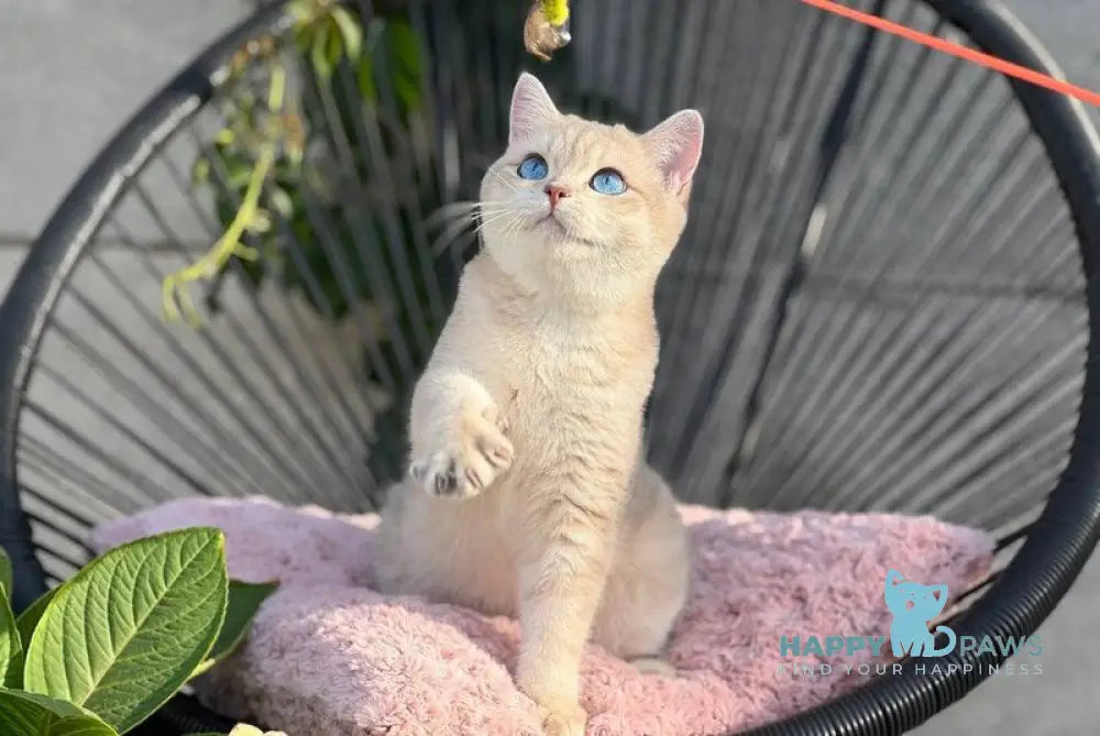 Ocean British Shorthair male blue golden shaded live animals